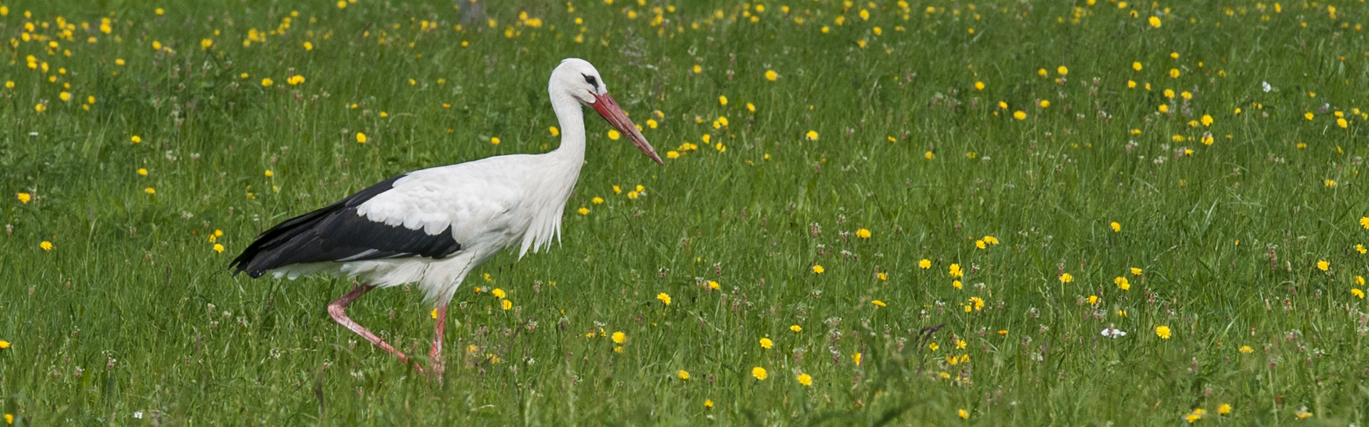 Header Langenmosen 019